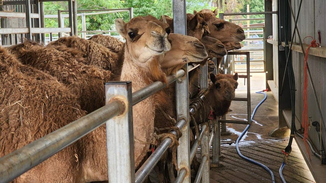 Camels milking on the farm at Kyabram, Victoria (SBS).jpg