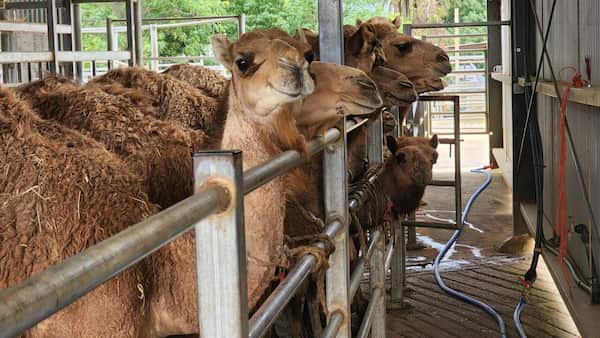 Camel milk - more than just a substitute for traditional dairy image