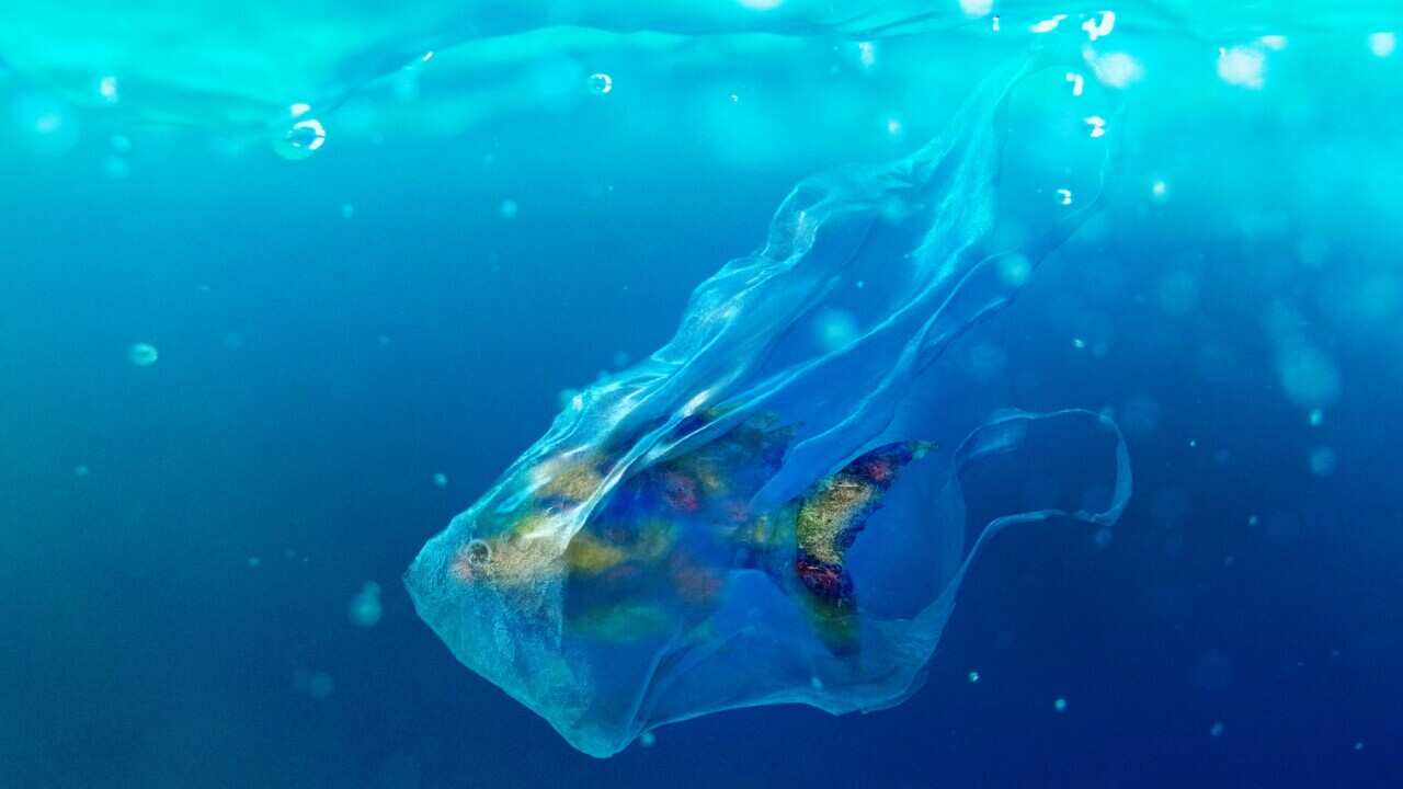 fish swimming inside a plastic bag
