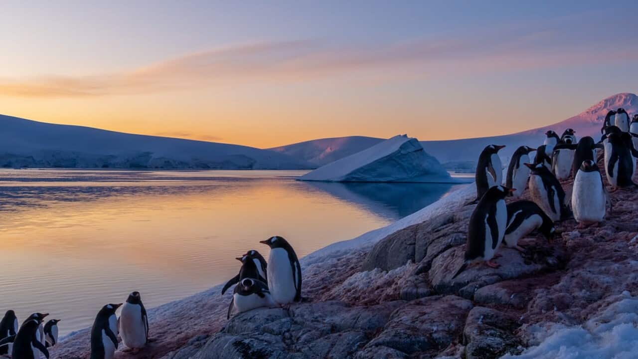 Penguins seen on an Antarctic island