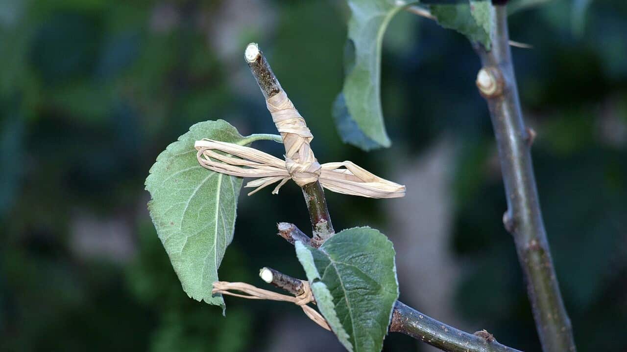 graft-tree-3443614_1280.jpg