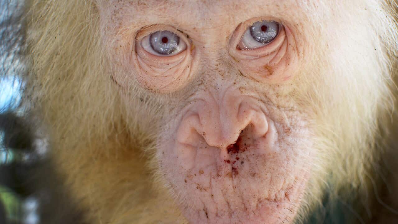 Albino orangutan that was rescued from villagers in Tanggirang village