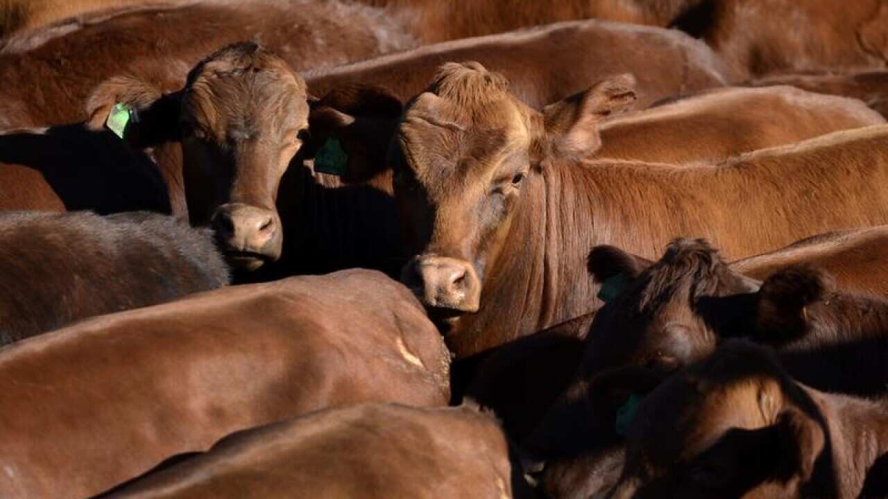 CATTLE IN STOCKYARD
