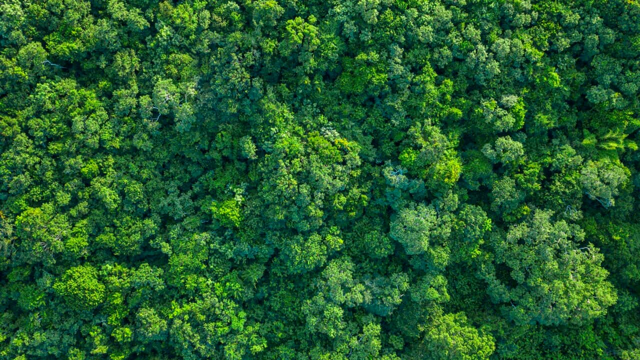 Tropical green forest and nature