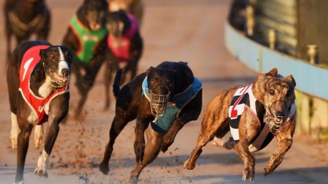: Greyhound dogs race at the Wentworth Park stadium in Sydney
