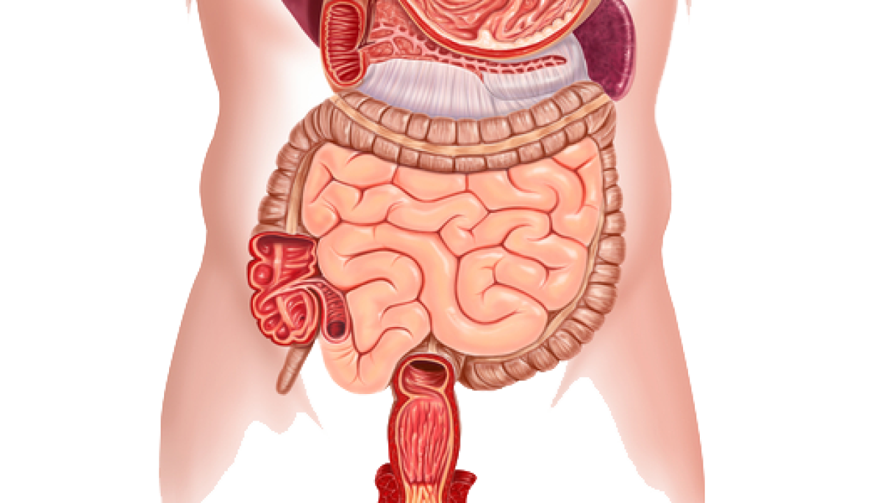uman digestive system The Digestive System Gastrointestinal tract