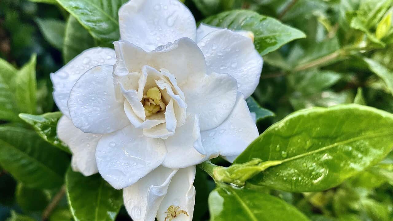 Gardenia Flower