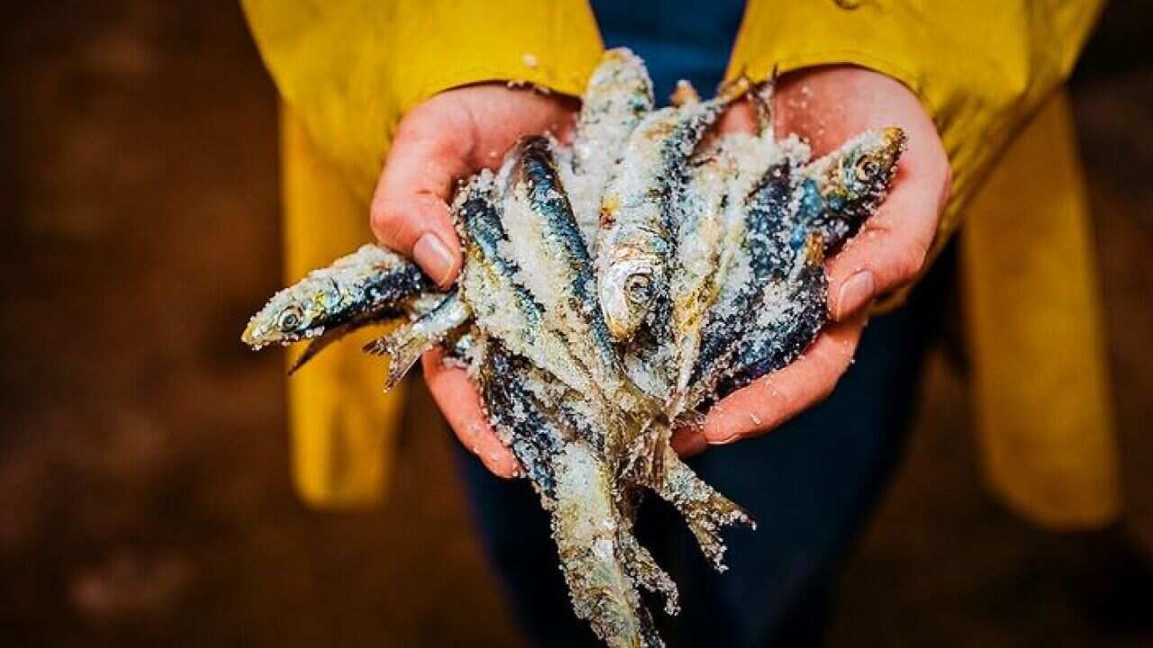 Slow Fish Festival 2019