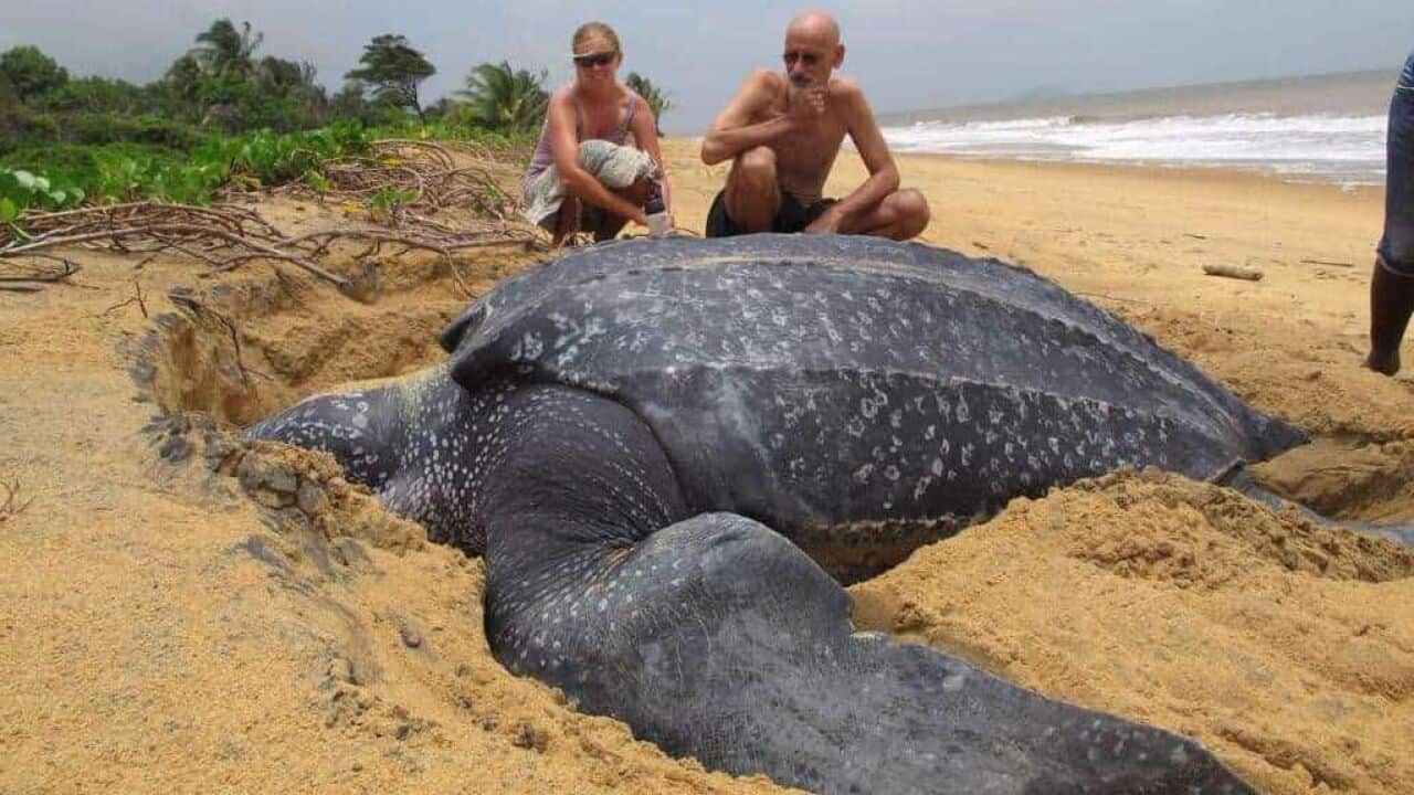 Най-голямата жива морска костенурка е кожена костенурка.