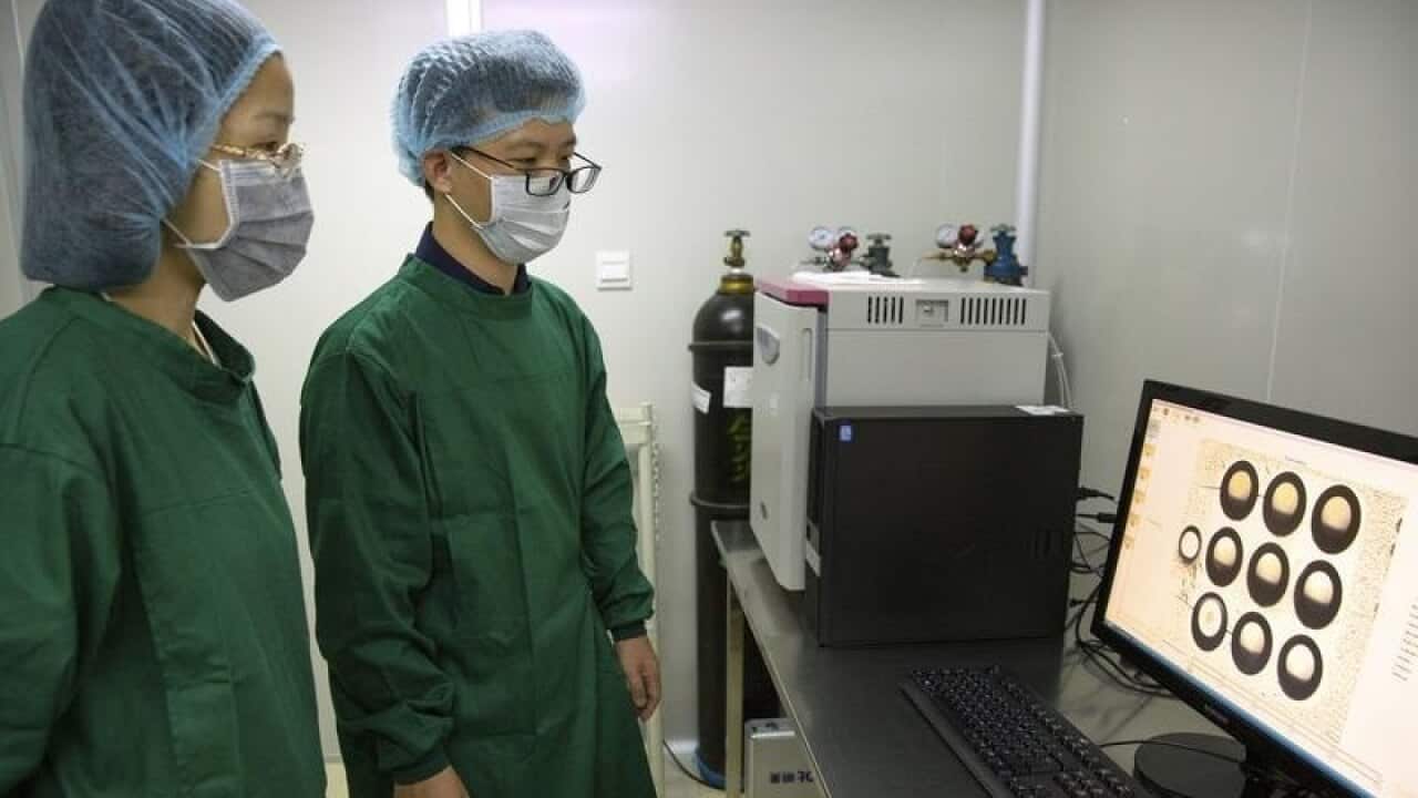 Two members of the gene-editing team