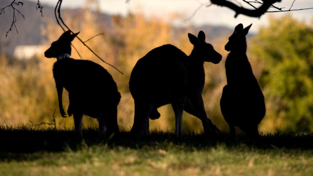 Kangaroos at Weston Park along Lake Burley Griffin in Canberra