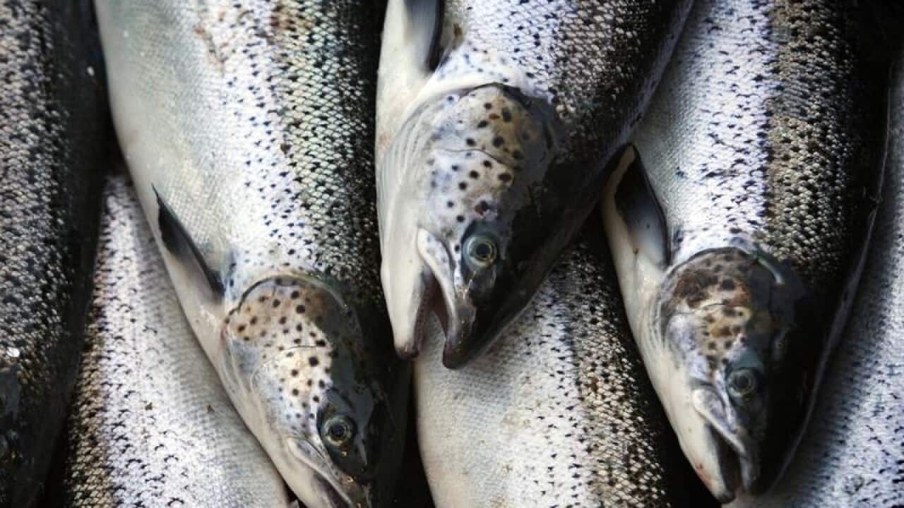 Farm-raised Atlantic salmon move across a conveyor belt