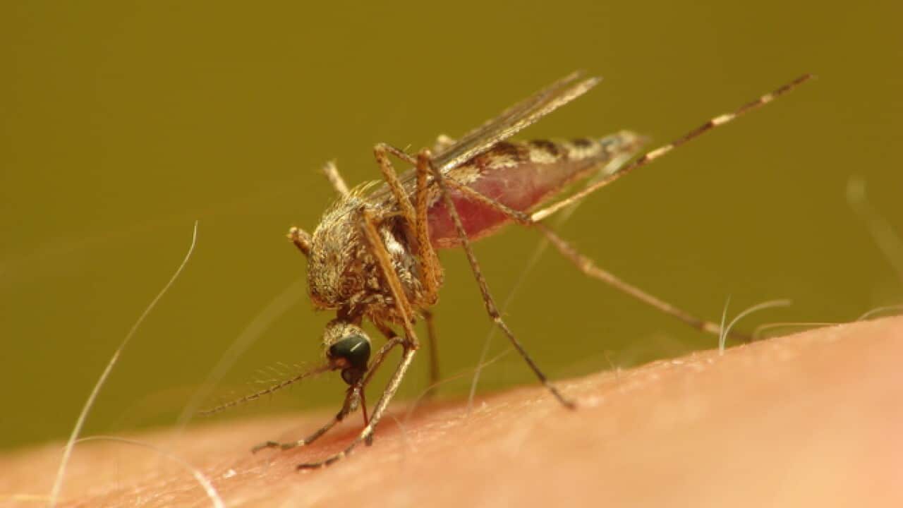 mosquito