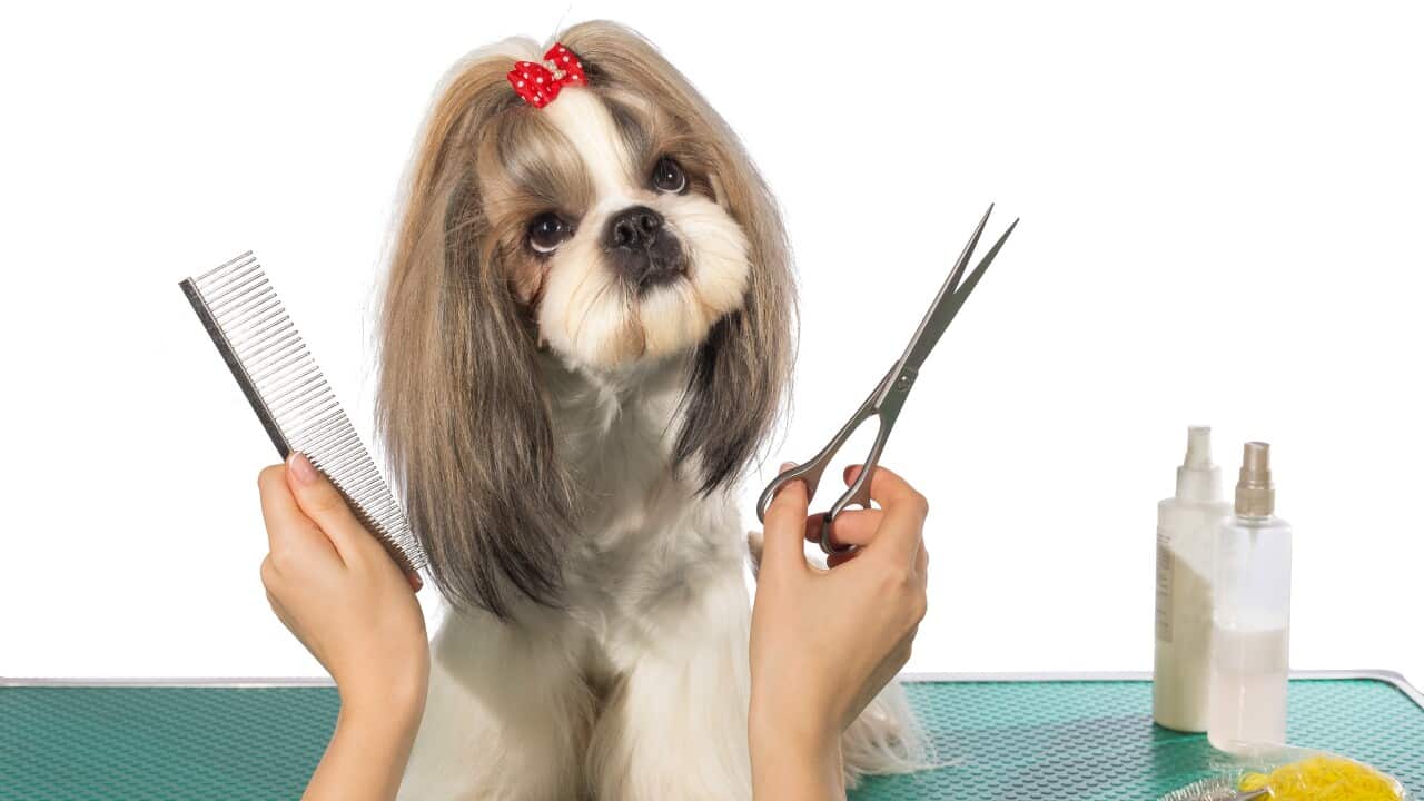 Beautiful shih-tzu at the groomer's hands