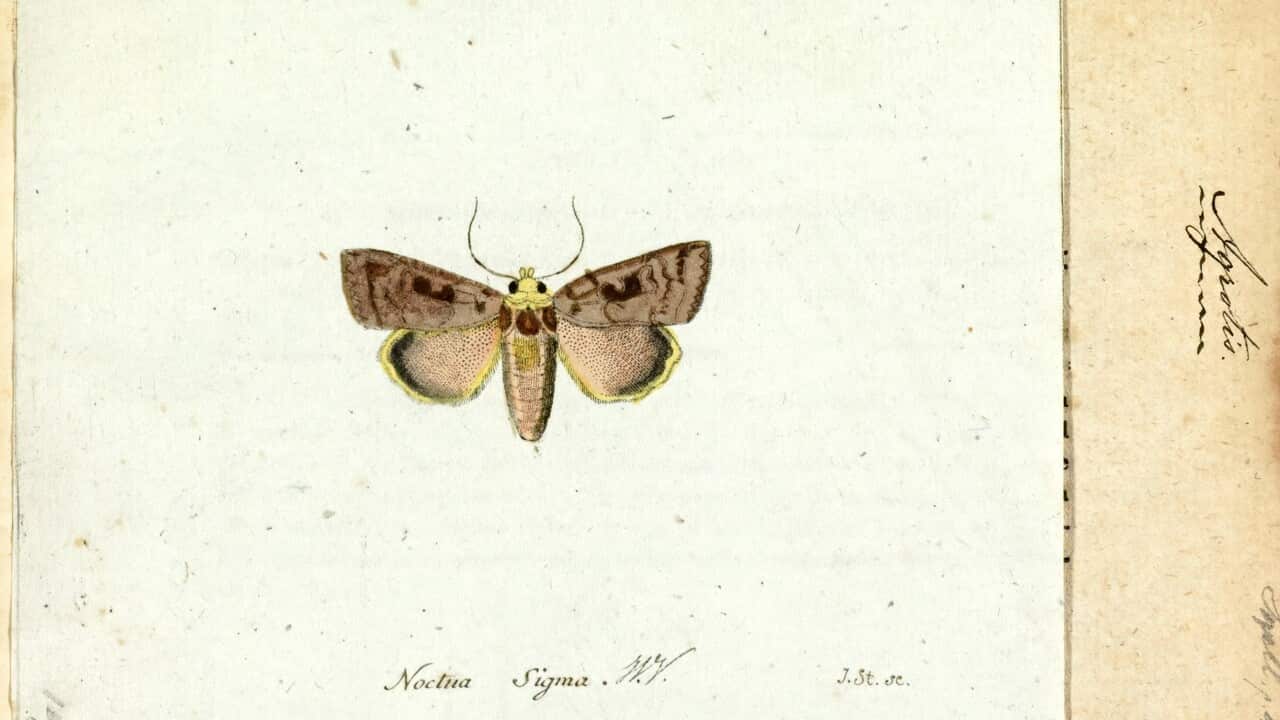 Agrotis. Print. Agrotis infusa. Australian moth known as bogong