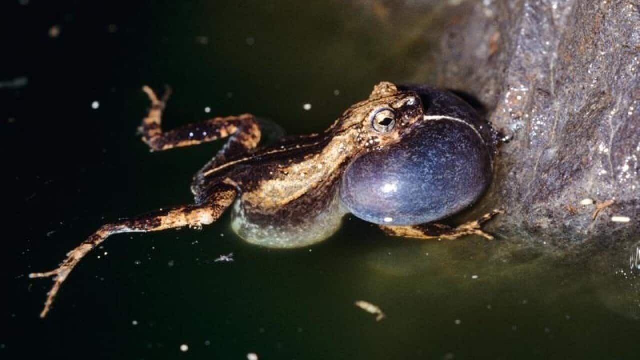 Tungara frog from Panama