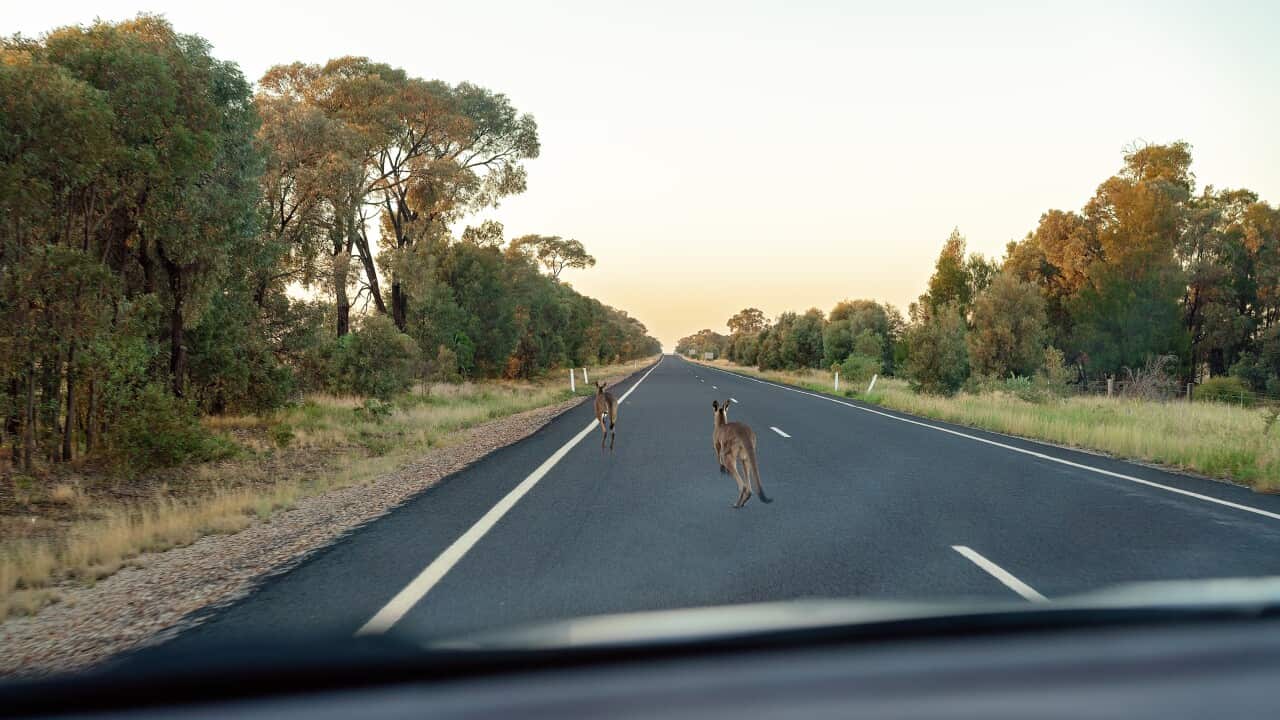 Australian Kangaroos Hopping On Road