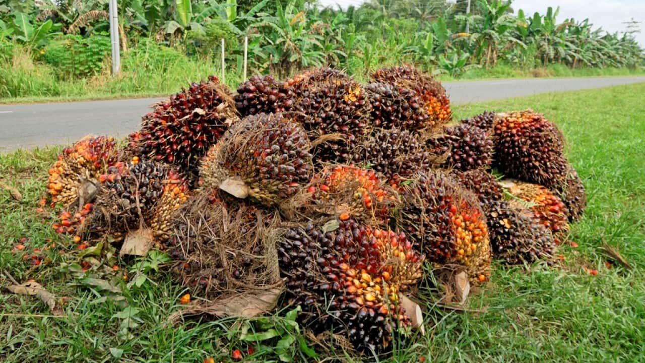 What is the impact of palm oil