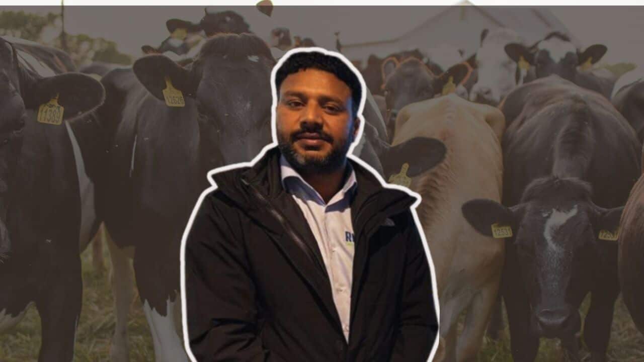 cattle refresh.jpg