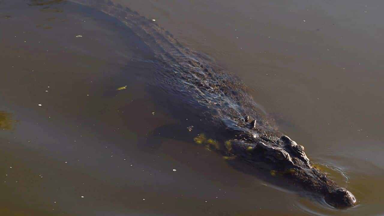 A crocodile