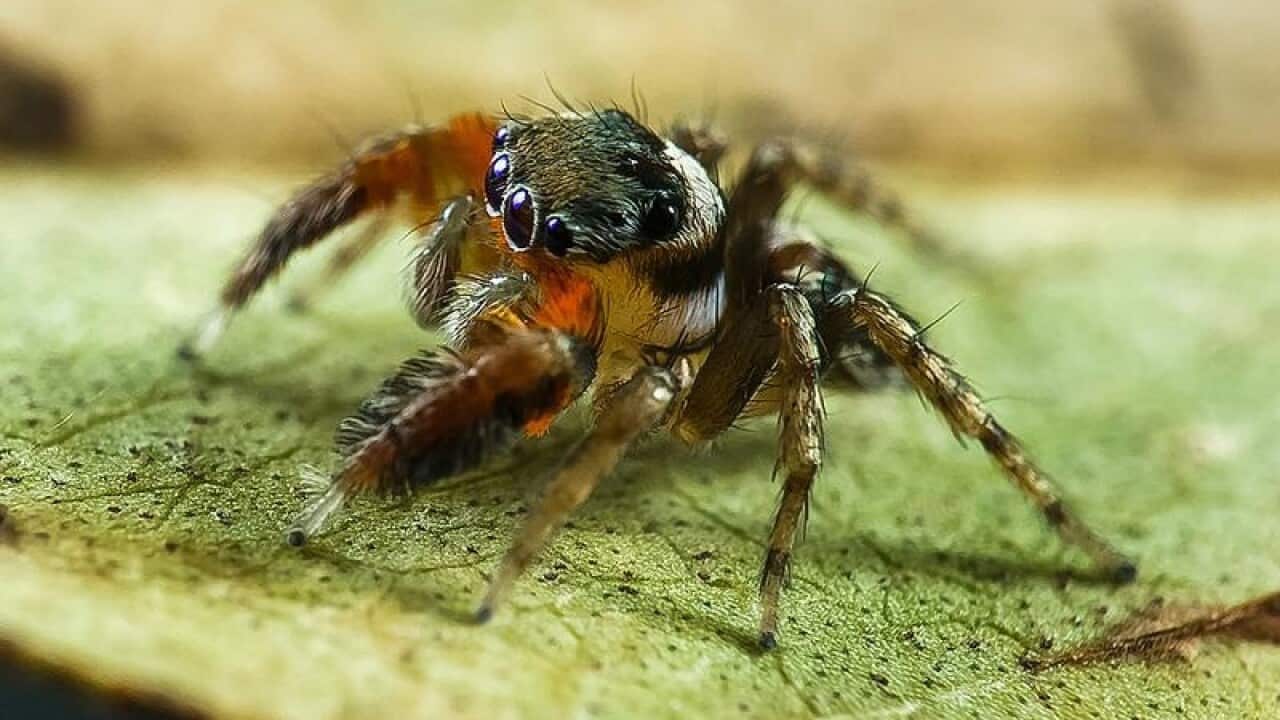 A new species of jumping spider named Jotus fortiniae