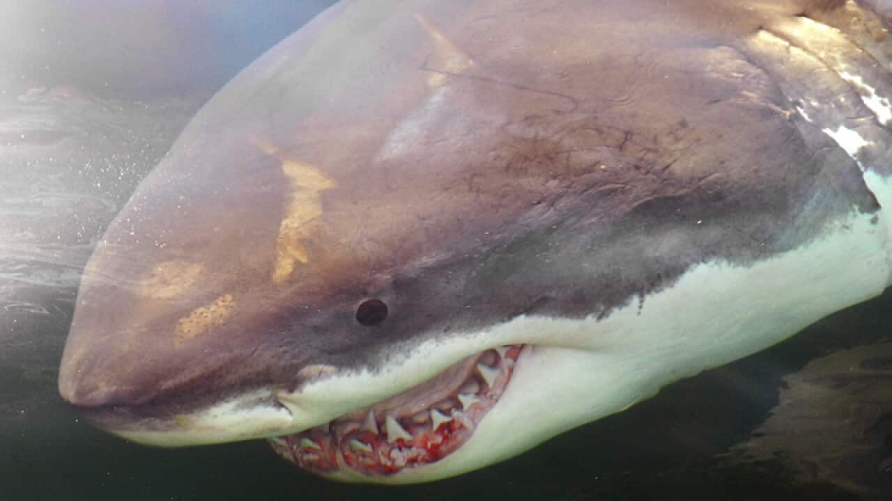 A great white shark