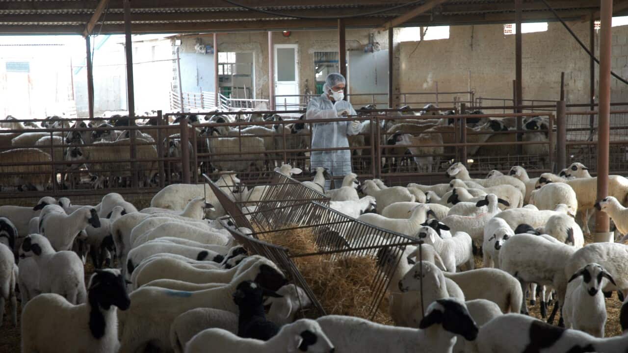 CYPRUS-EU-FARM-ANIMAL