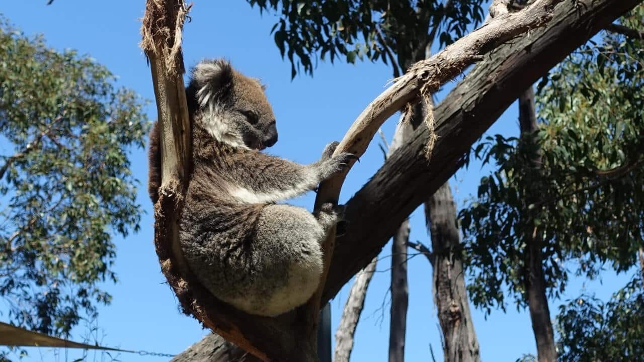 Koala in Australia