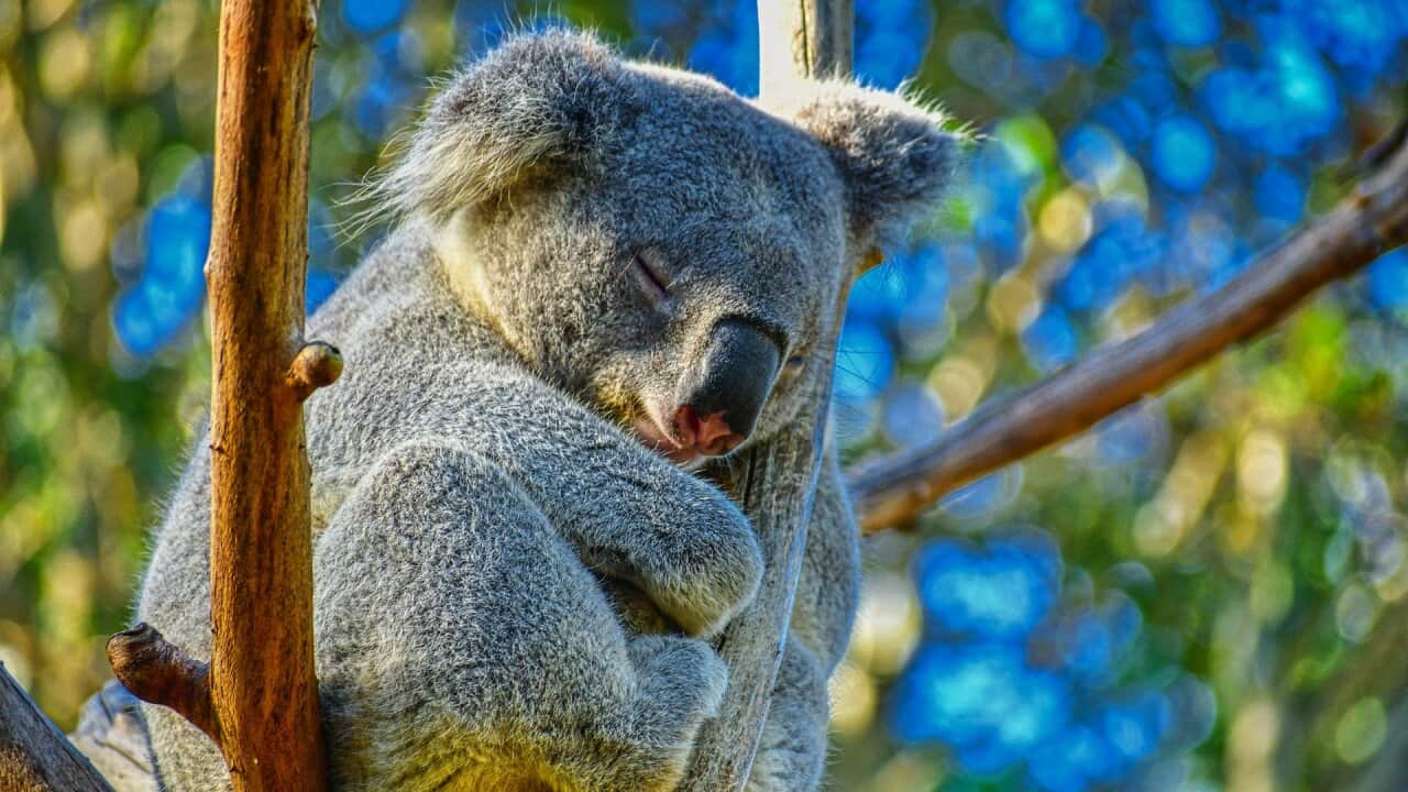 Koala