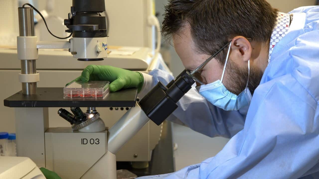 A scientist at Seattle's University of Washington examines the effect of a vaccine on COVID-19 cells