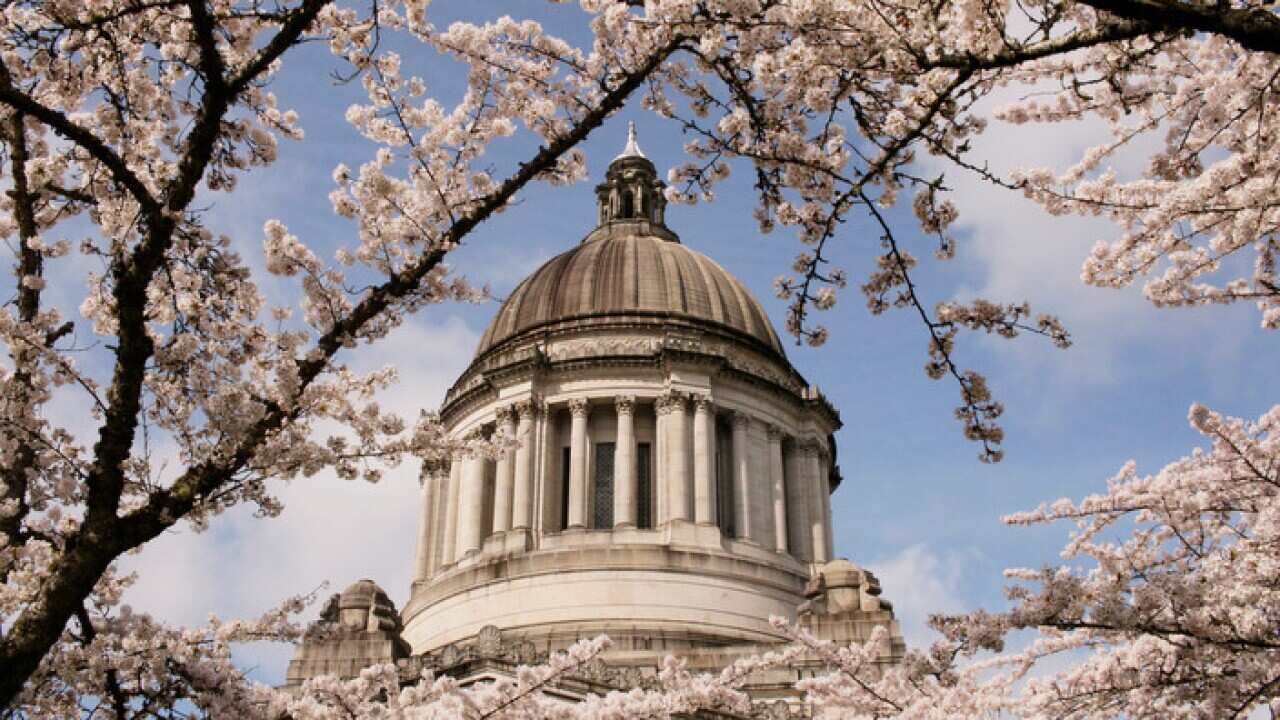 The dome of the Washington Capitol is seen through the branches of cherry blossom trees