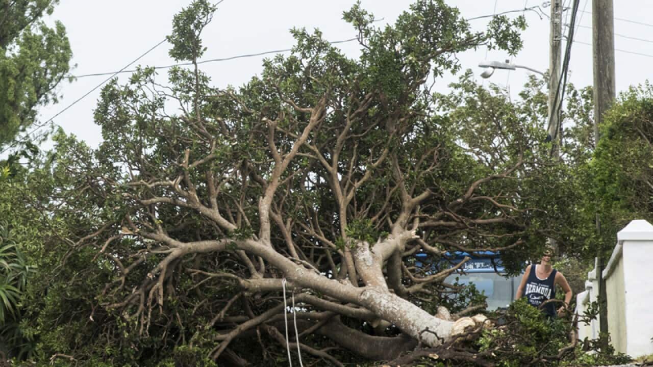An area resident attempts to pass a tree after Hurricane Nicole