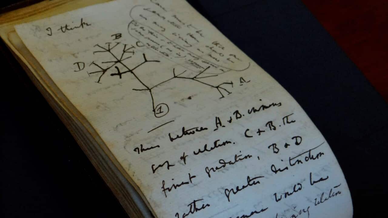 A sketch in one of naturalist Charles Darwin's recovered notebooks