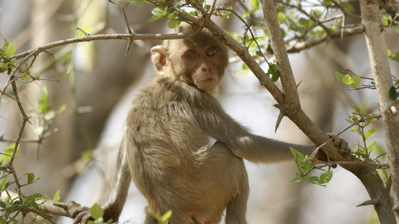 A Rhesus Macaque monkey in the wild. (File: AAP)