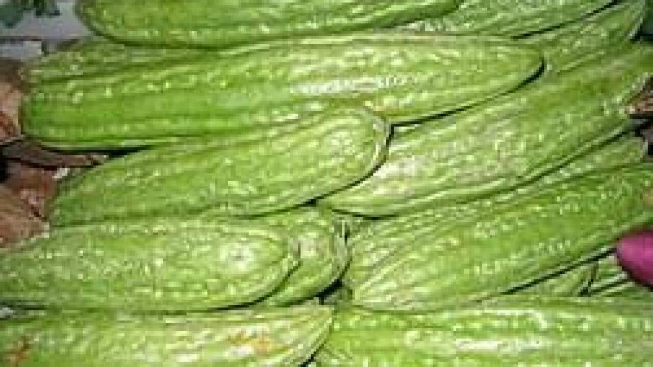 Bitter Melon