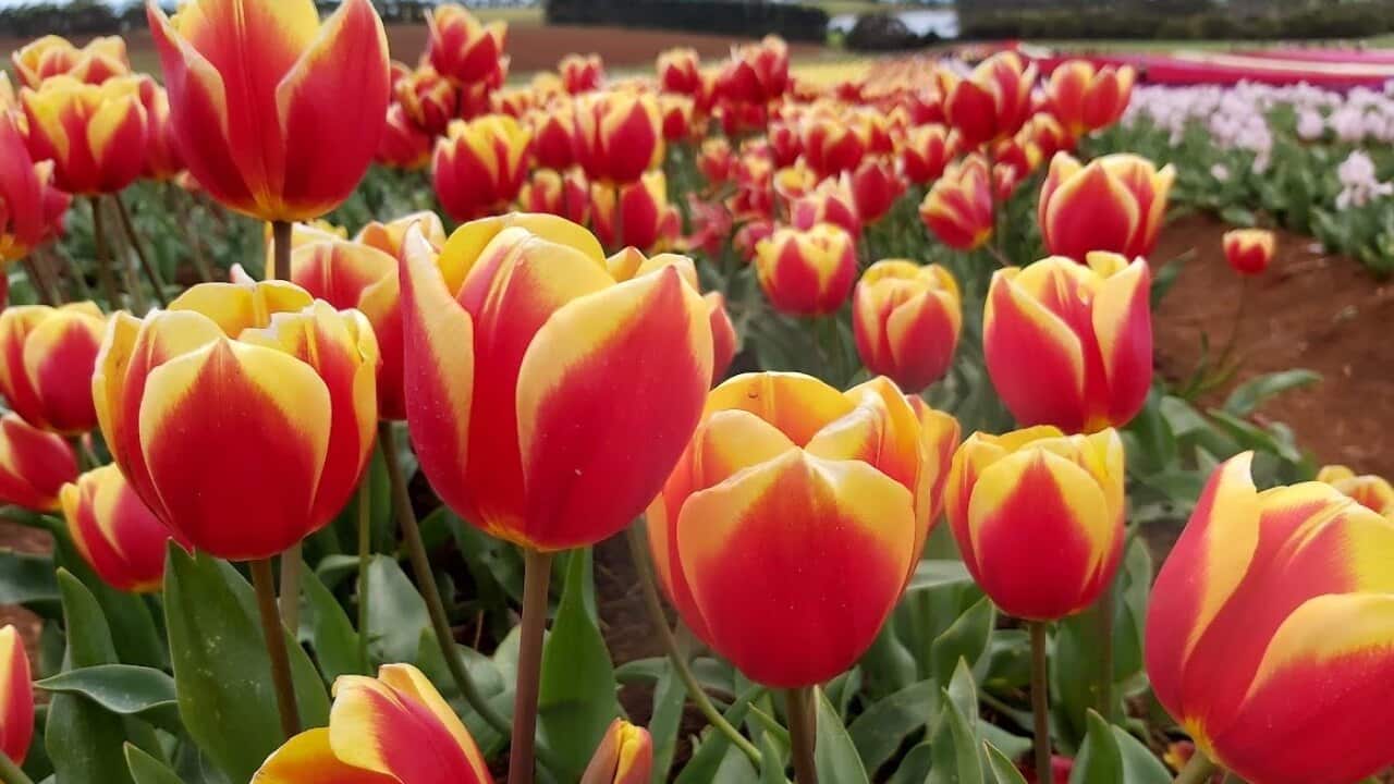 Tulips.jpg