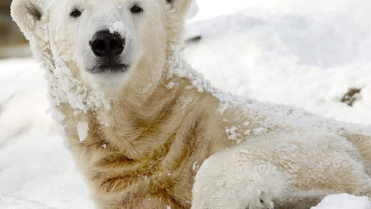 polar_bear_1703_b_aap_665362401