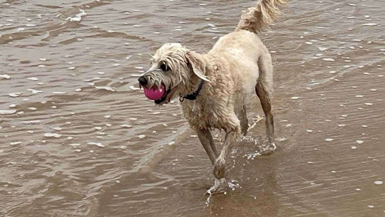 Wookie has stolen yet another ball - is he addicted (SBS).jpg