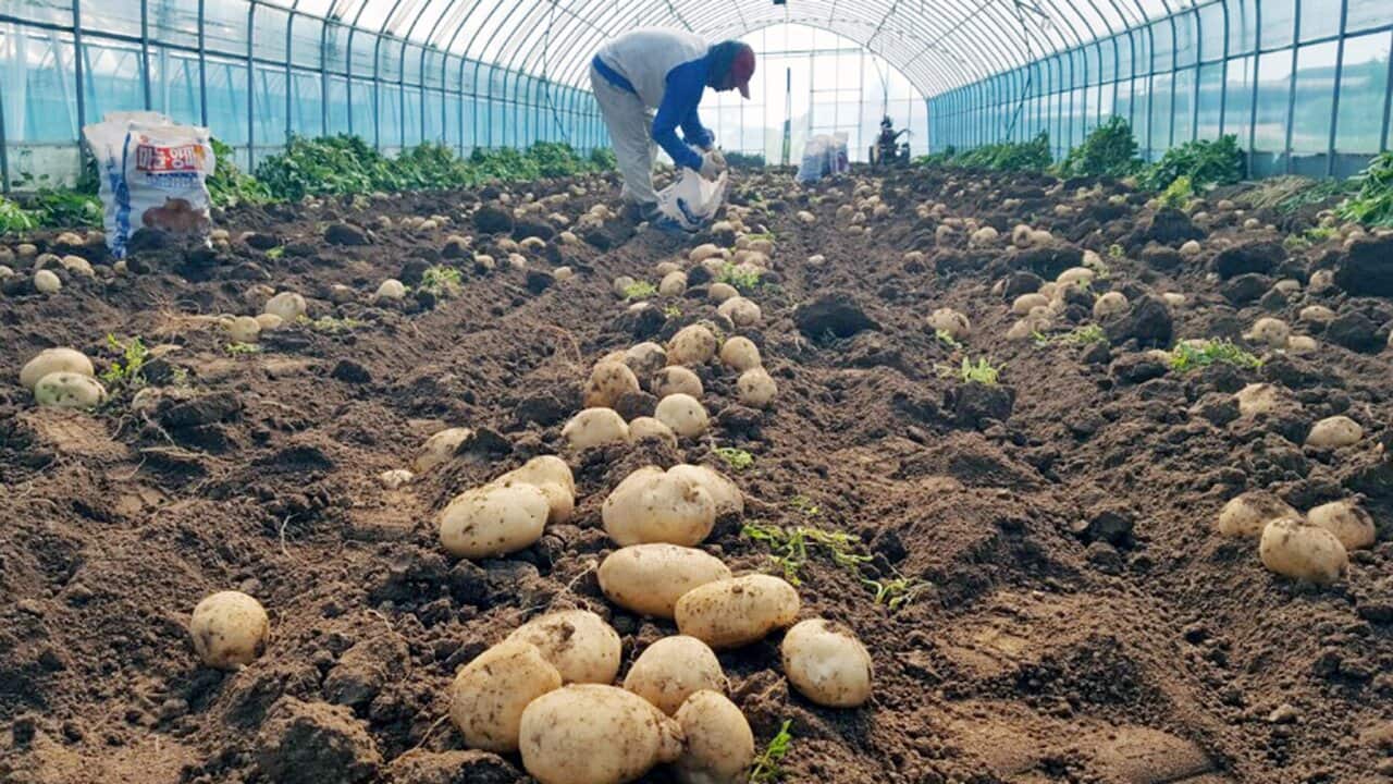 SOUTH KOREA AGRICULTURE