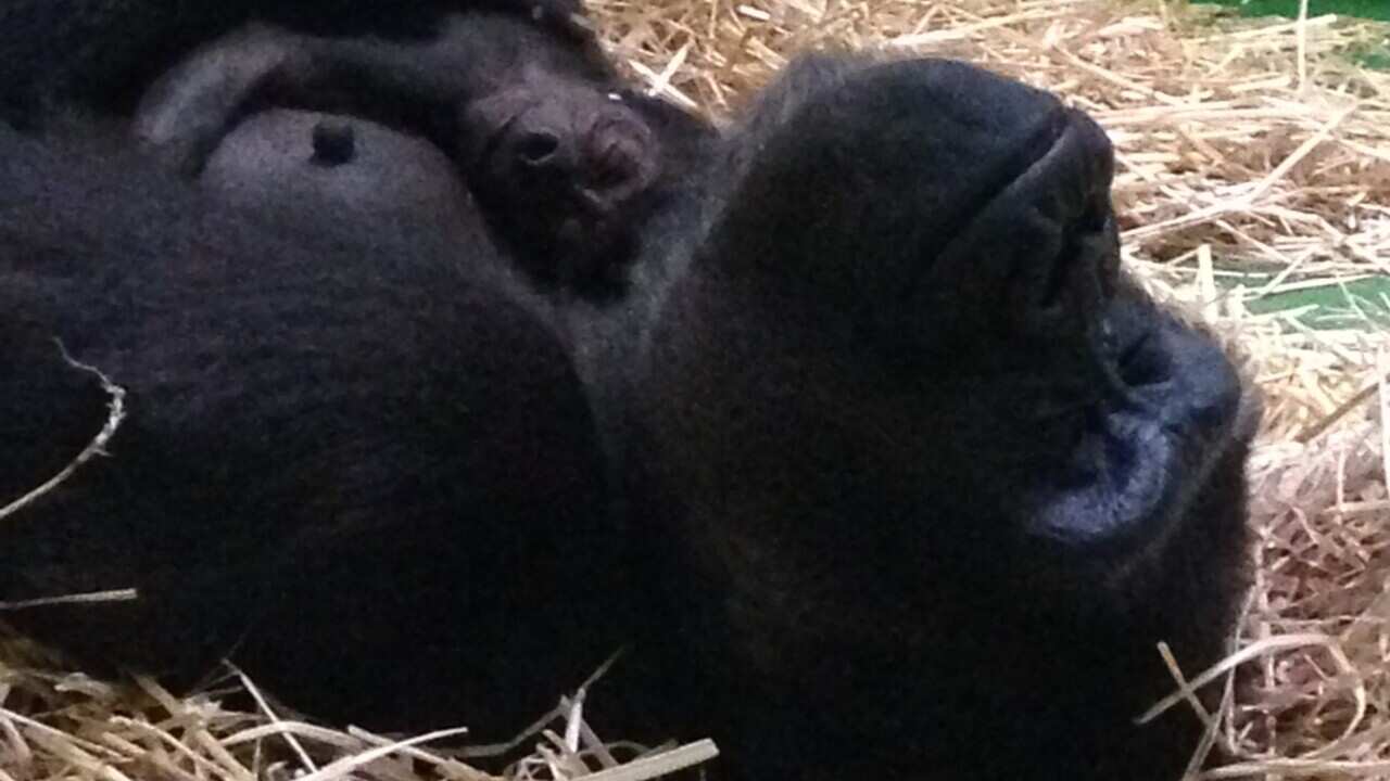 Baby gorilla born at Melbourne zoo