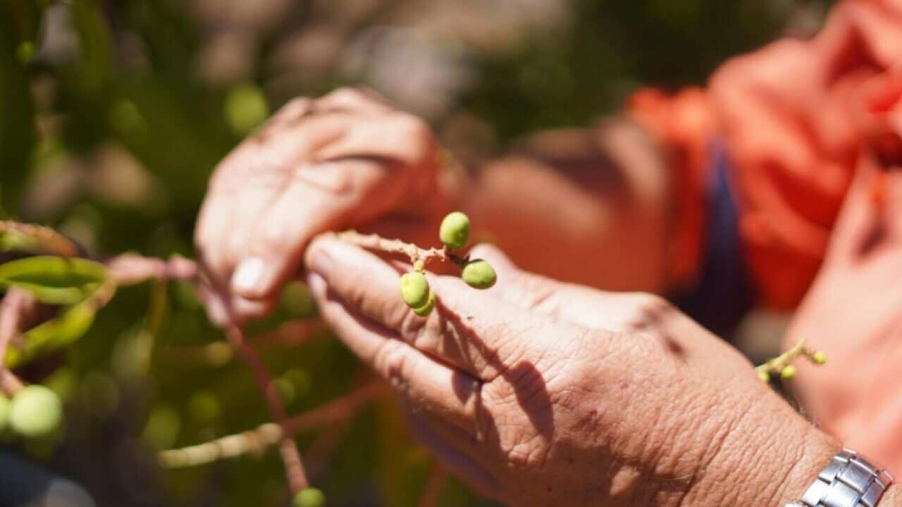 The workers are coming to Australia to help pick mangoes amid a coronavirus-induced downturn in workers.