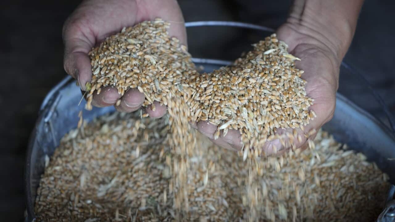 Farmer shows grain in his barn