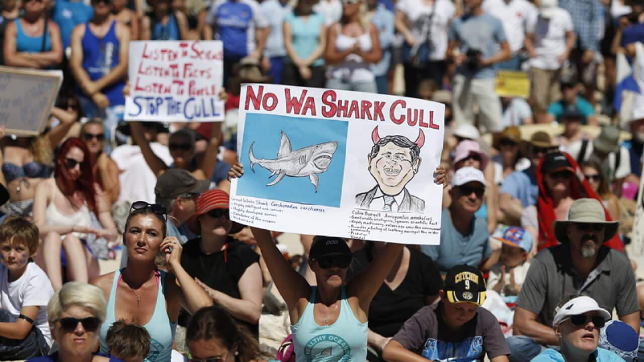 Protesters gather to rally against WA's shark culling policy
