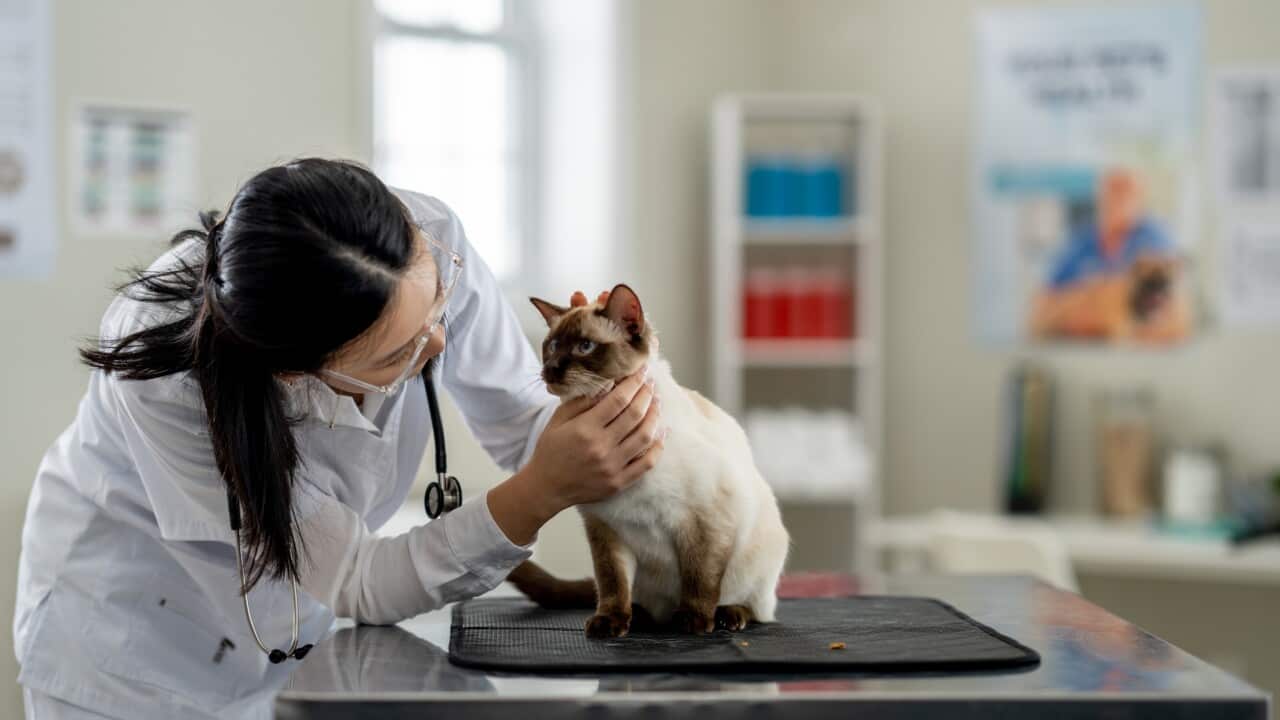 Australia Explained: Pet Ownership