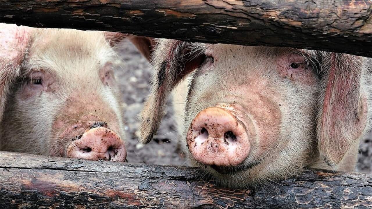 China has reported more than 90 cases of the incurable African swine fever disease since it was first detected in the country in early August