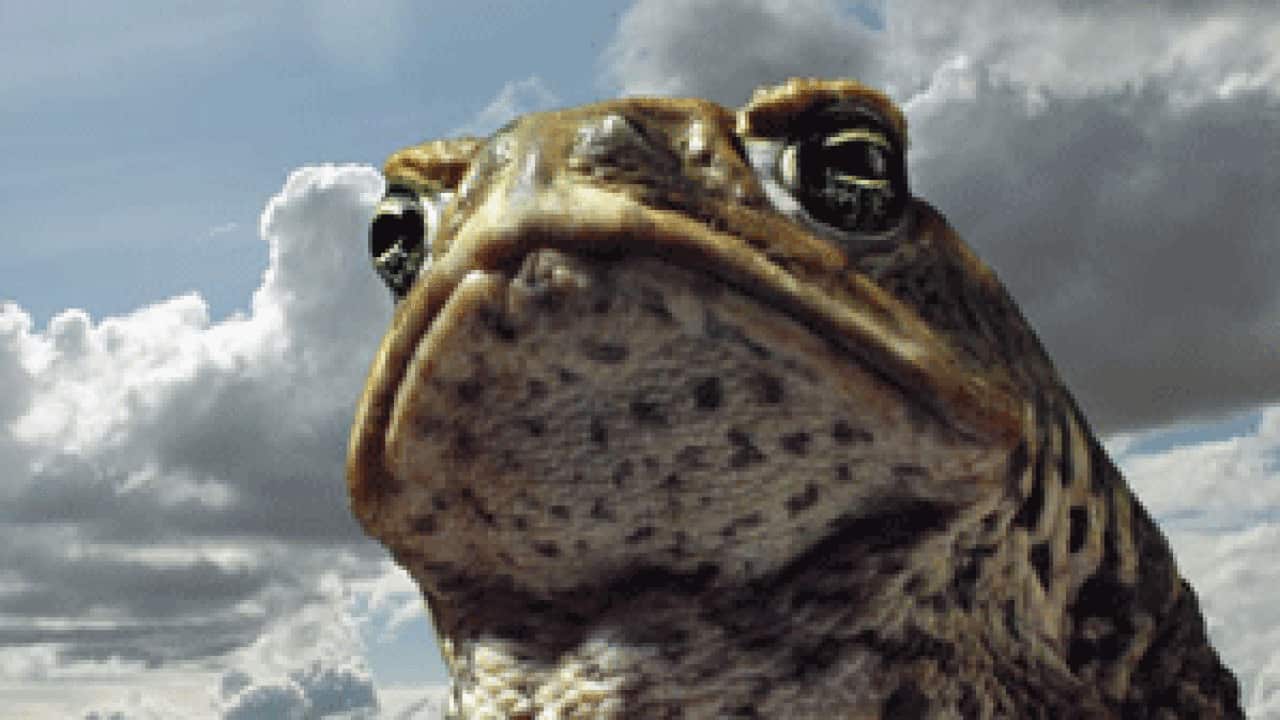 Cane-Toads_301_1227821231