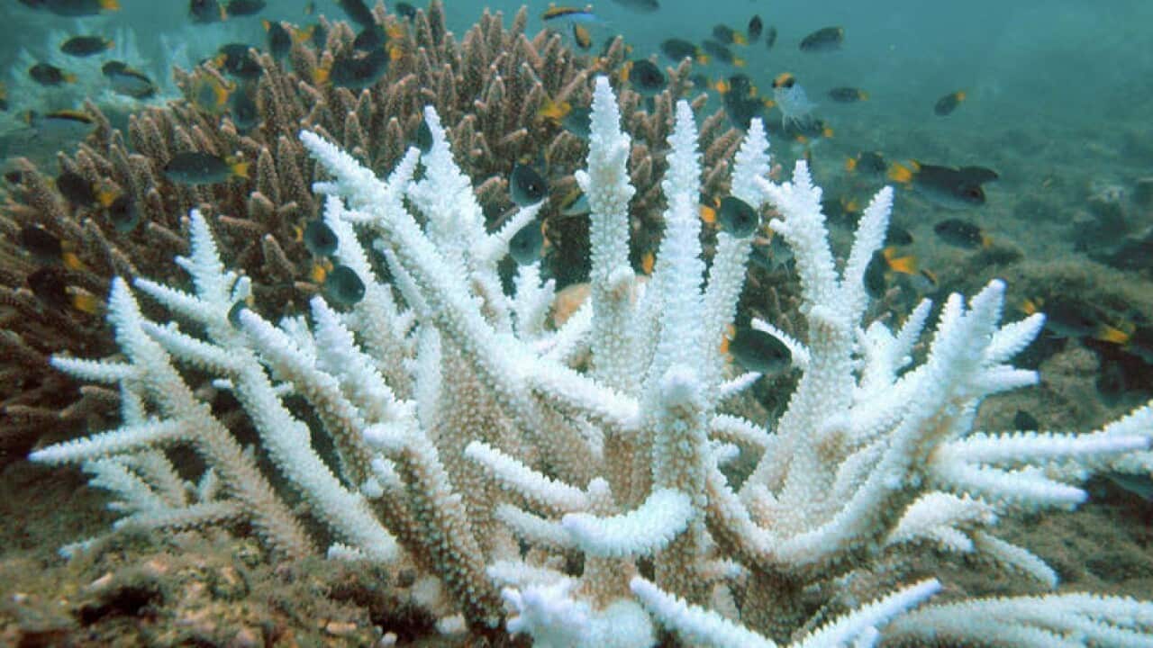 Great Barrier Reef bleaching