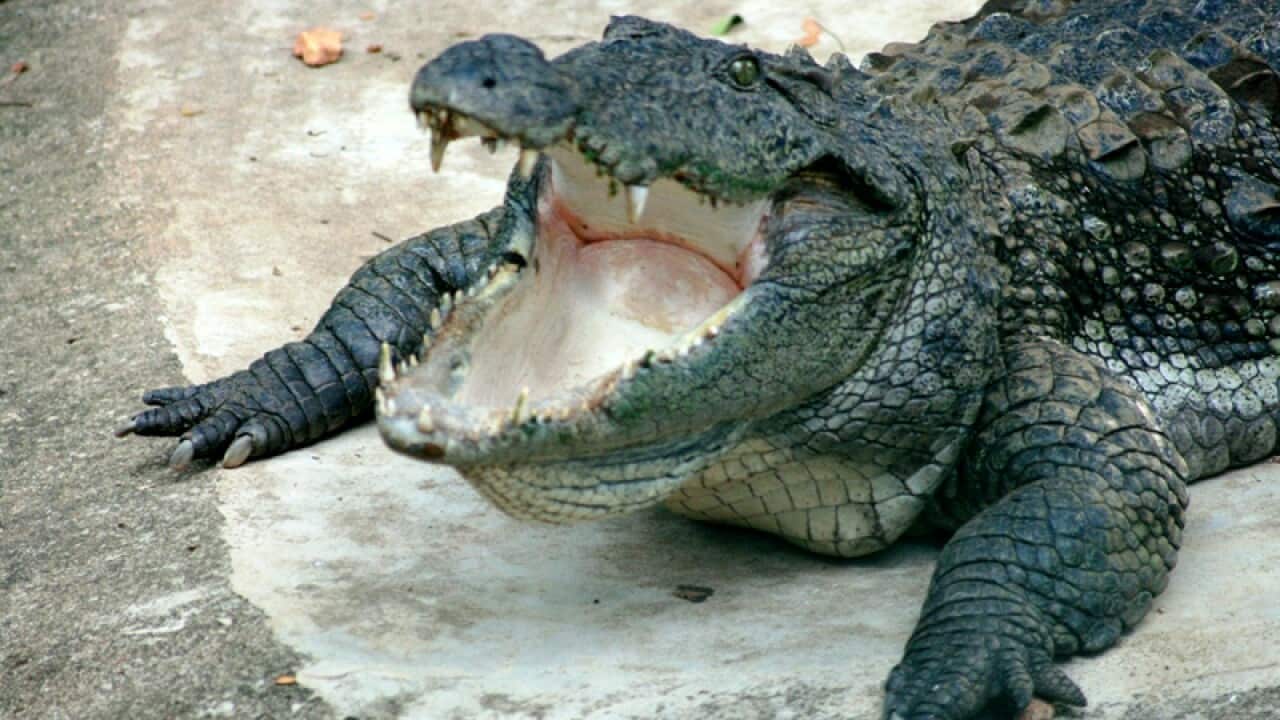 Crocodile drags a man out of tent in Australia SBS Hindi