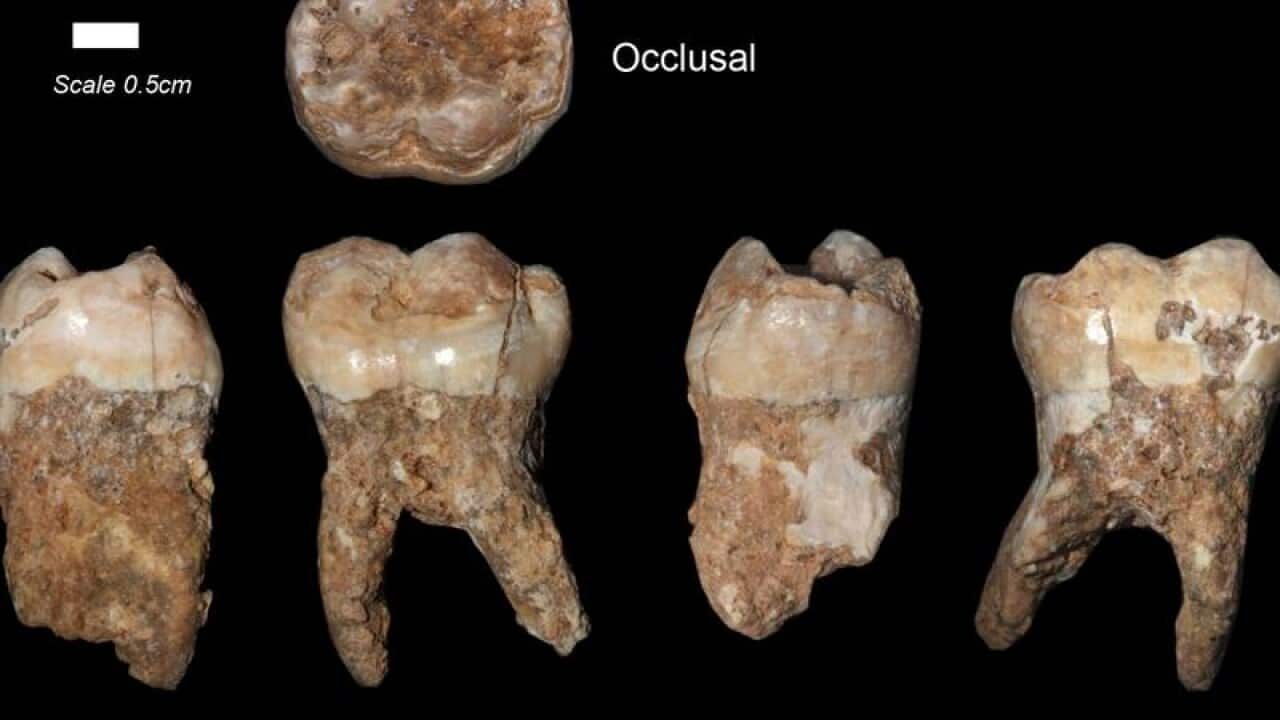 Prehistoric human bone fragments found in a cave in Israel.