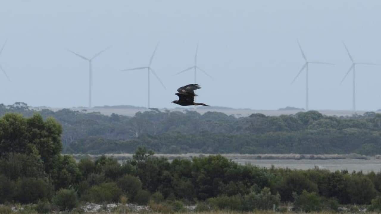 An endangered Tasmanian wedge-tailed eagle